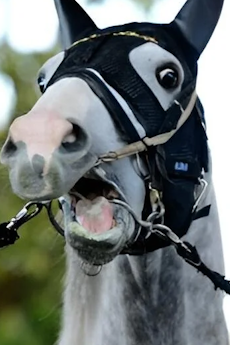 ゴールドシップ